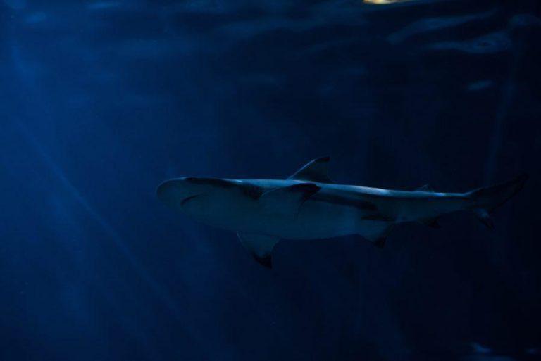 サーフトリップ先別サメによる事故件数調査