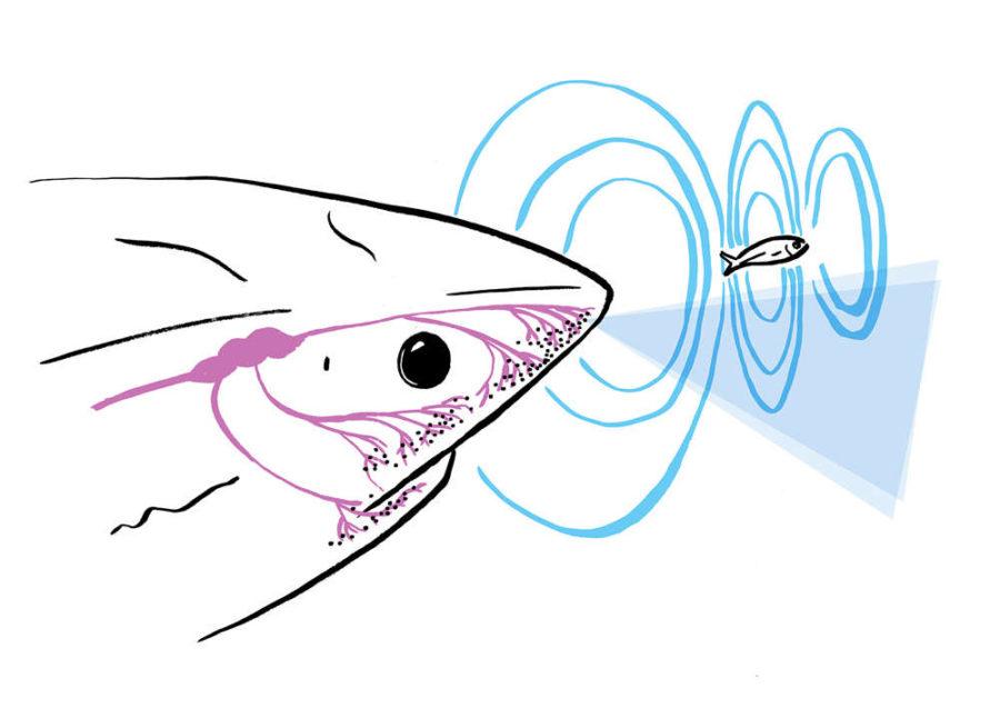 『Sharkbanz』から発生する電磁波がサメの第六感である電気受容器を狂わせる